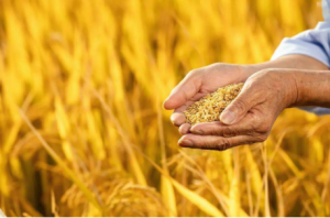 Agriculture 15 Agriculture