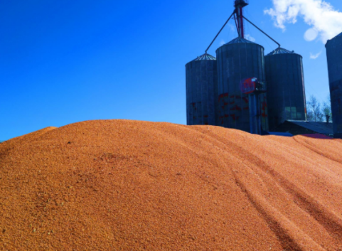 Grain Weighing: Why Does It Matter for You? 6 grain-weighing-importance